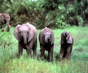 yapboz üç küçük filler